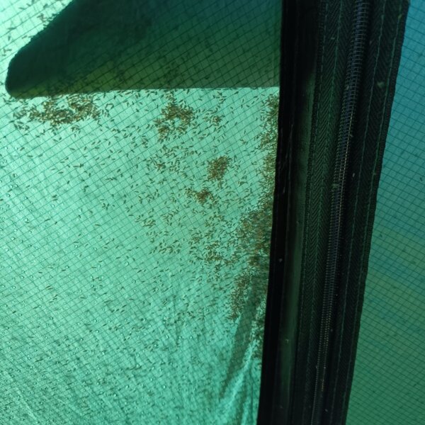 Midges in tent